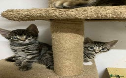 Bengal cats for sale: BEAUTIFUL HALF BENGAL KITTENS - Image 3