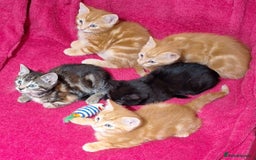 Mixed Breed cats for sale: Amazing, beautiful kittens 3 boys, 2 girls - Image 1