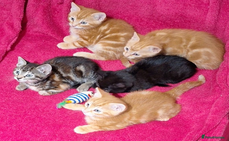 Mixed Breed cats - Advert 4