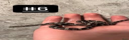 Corn Snake reptiles for sale: eight corn snakes hatchlings ready to be bought ! - Advert 7