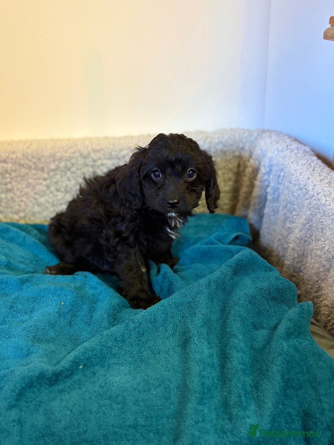 Cavapoo dogs for sale: F1 cavapoo  - Advert 15