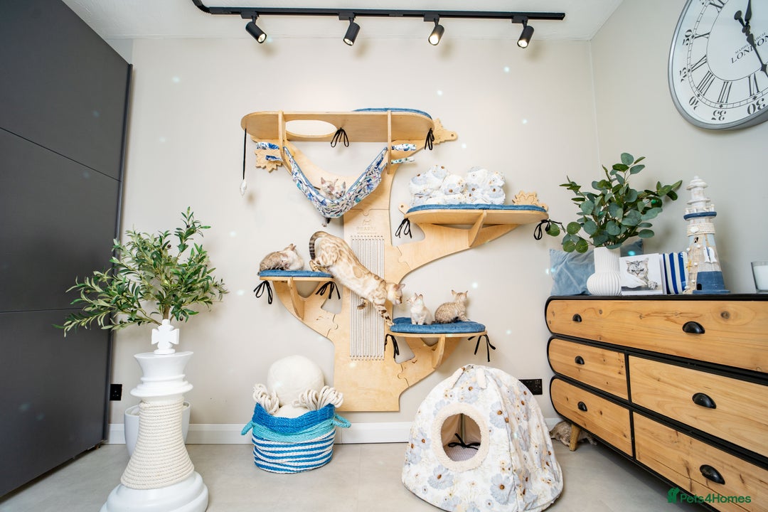 Bengal cats for sale: GOOBER-Snow Lynx Pure Bengal-TICA REG.-Playful boy - Advert 25