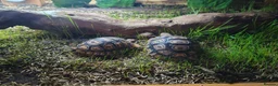 Tortoise reptiles for sale: Leopard tortoise hatchlings - Advert 4