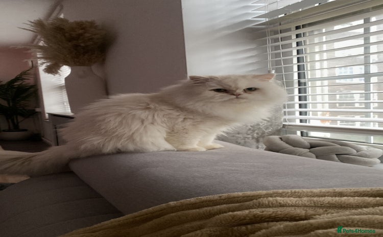 Persian cats - Advert 1