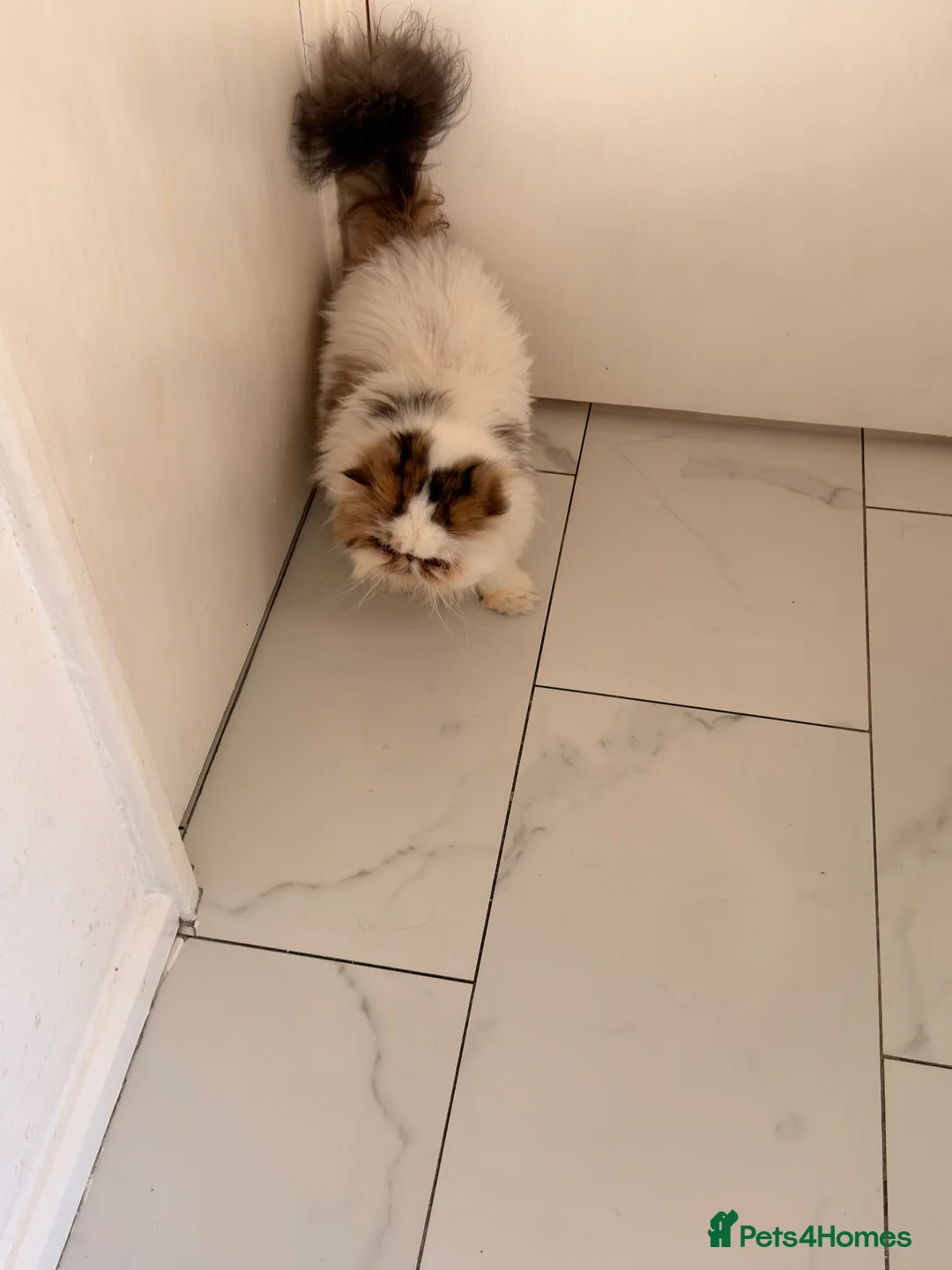 Persian cats for sale: Gccf registered Persian  - Advert 2