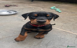 Dobermann dogs for sale: ⭐️ Pregnancy confirmed FULL EUROPEAN DOBERMANN ⭐️ - Image 25
