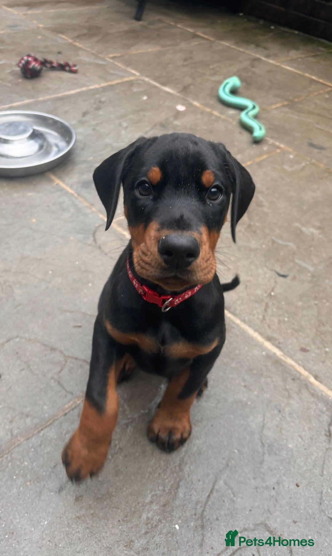 Dobermann dogs for sale: ⭐️ Pregnancy confirmed FULL EUROPEAN DOBERMANN ⭐️ - Image 25
