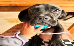 Mixed Breed dogs for sale: Cocker spaniel x bulldog - Image 3