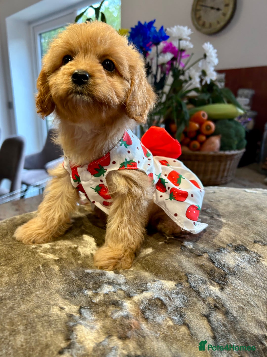 Cavapoo dogs for sale: Real Life Teddy Bears, Cavapoo babies  - Image 12