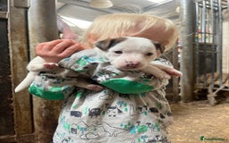 Jack Russell dogs for sale: Miniature Jack Russell terrier puppies  - Image 4