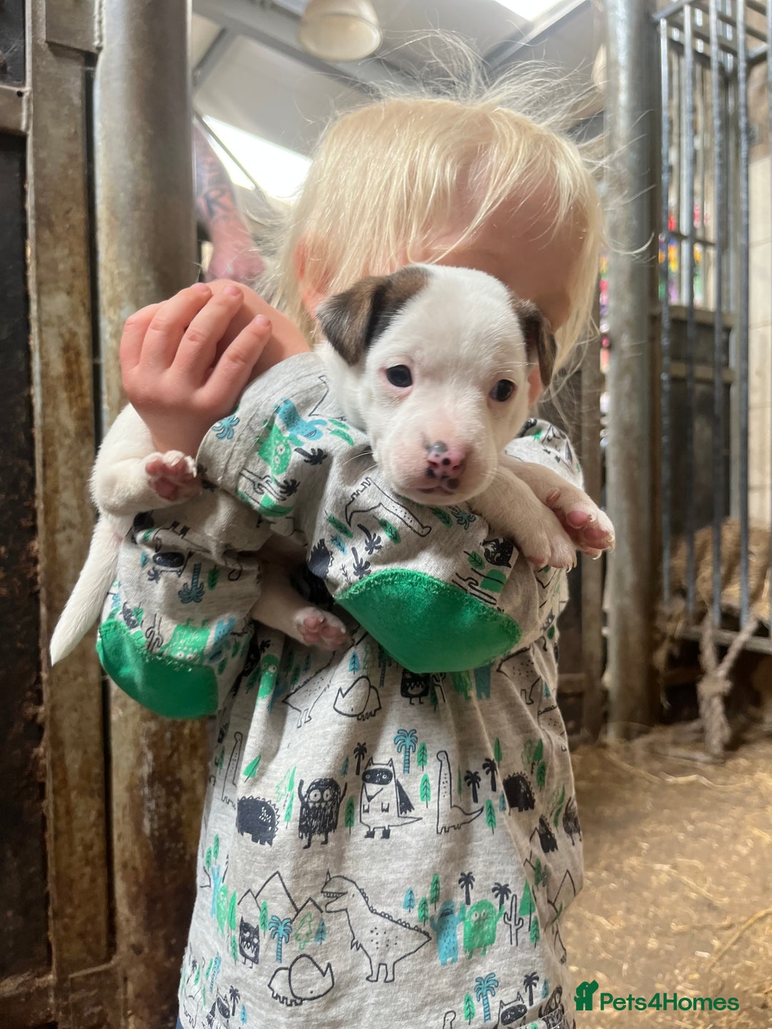 Jack Russell dogs for sale: Miniature Jack Russell terrier puppies  - Image 4