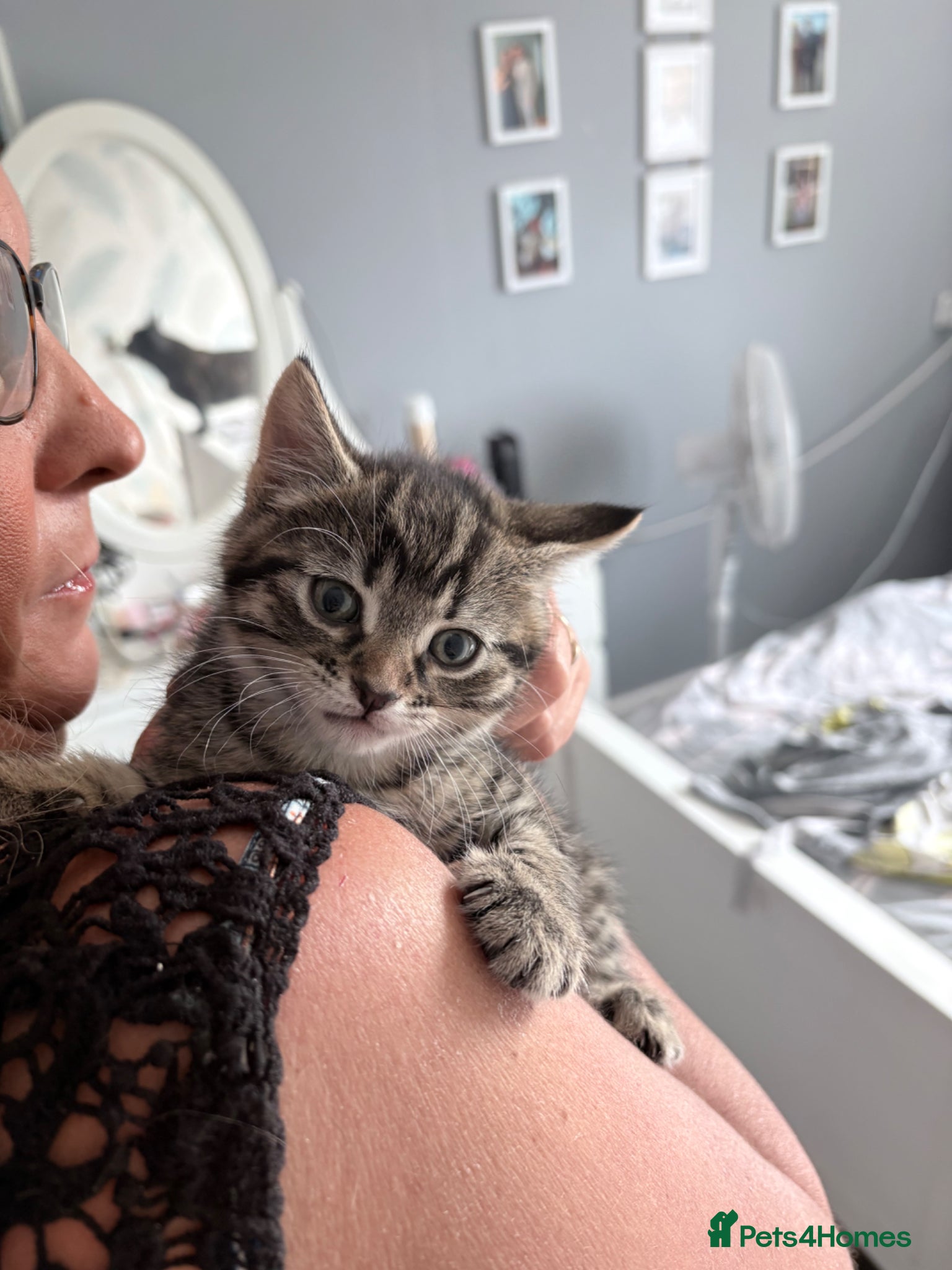 Mixed Breed cats for sale: 2 little boy kittens ready to be homed - Advert 3