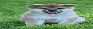Japanese Shiba Inu Puppy 2