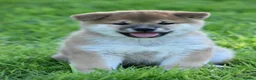 Japanese Shiba Inu dogs for sale: Exceptional Japanese Shiba Inu Puppies - Advert 34