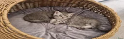 British Shorthair cats for sale: Stunning British Shorthair Kittens  - Advert 9