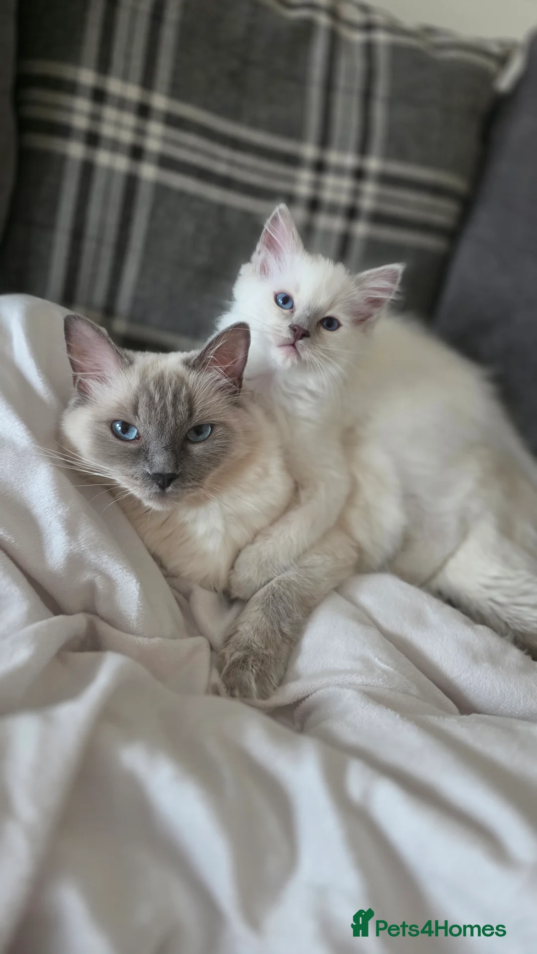Ragdoll cats for sale: Blue point Ragdoll kittens for sale  - Advert 16