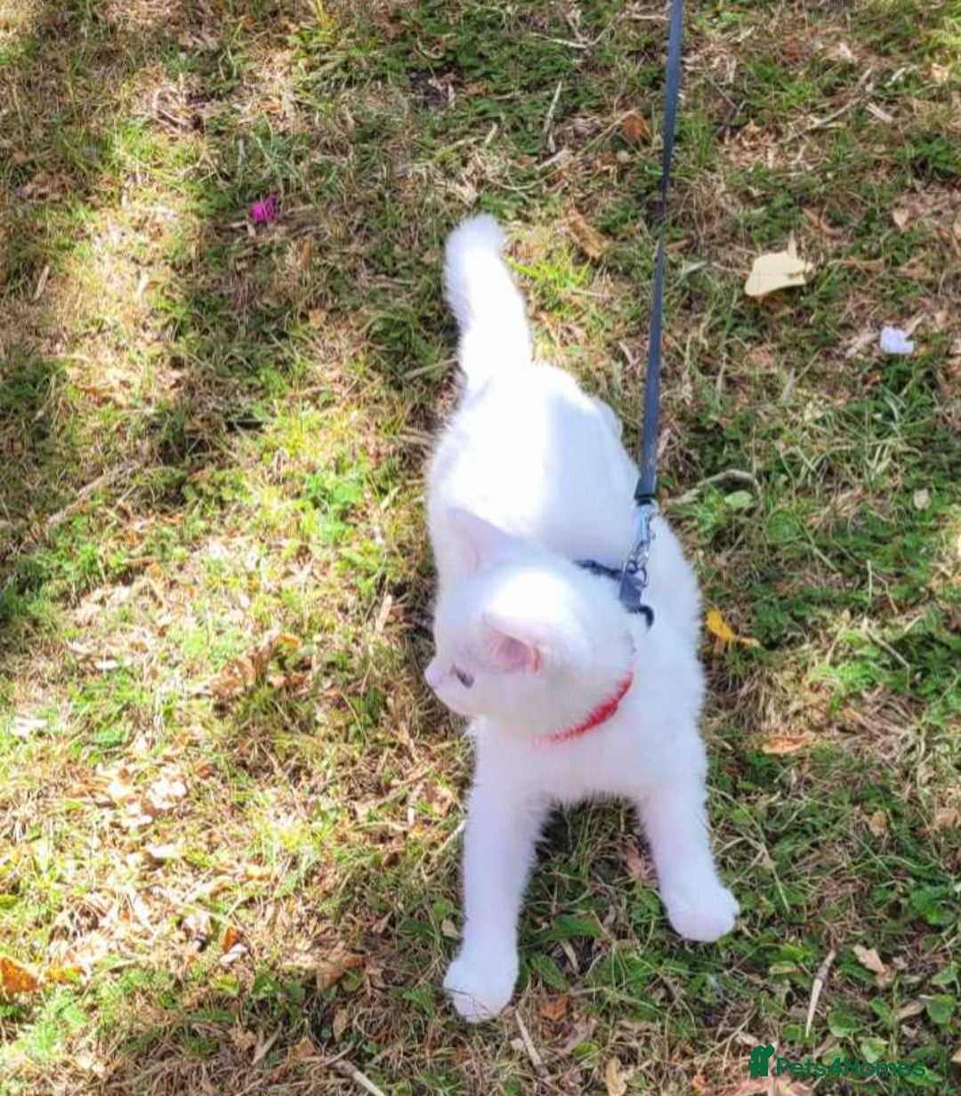 British Shorthair cats for sale: Snow White Pedigree British Shorthair  - Advert 7