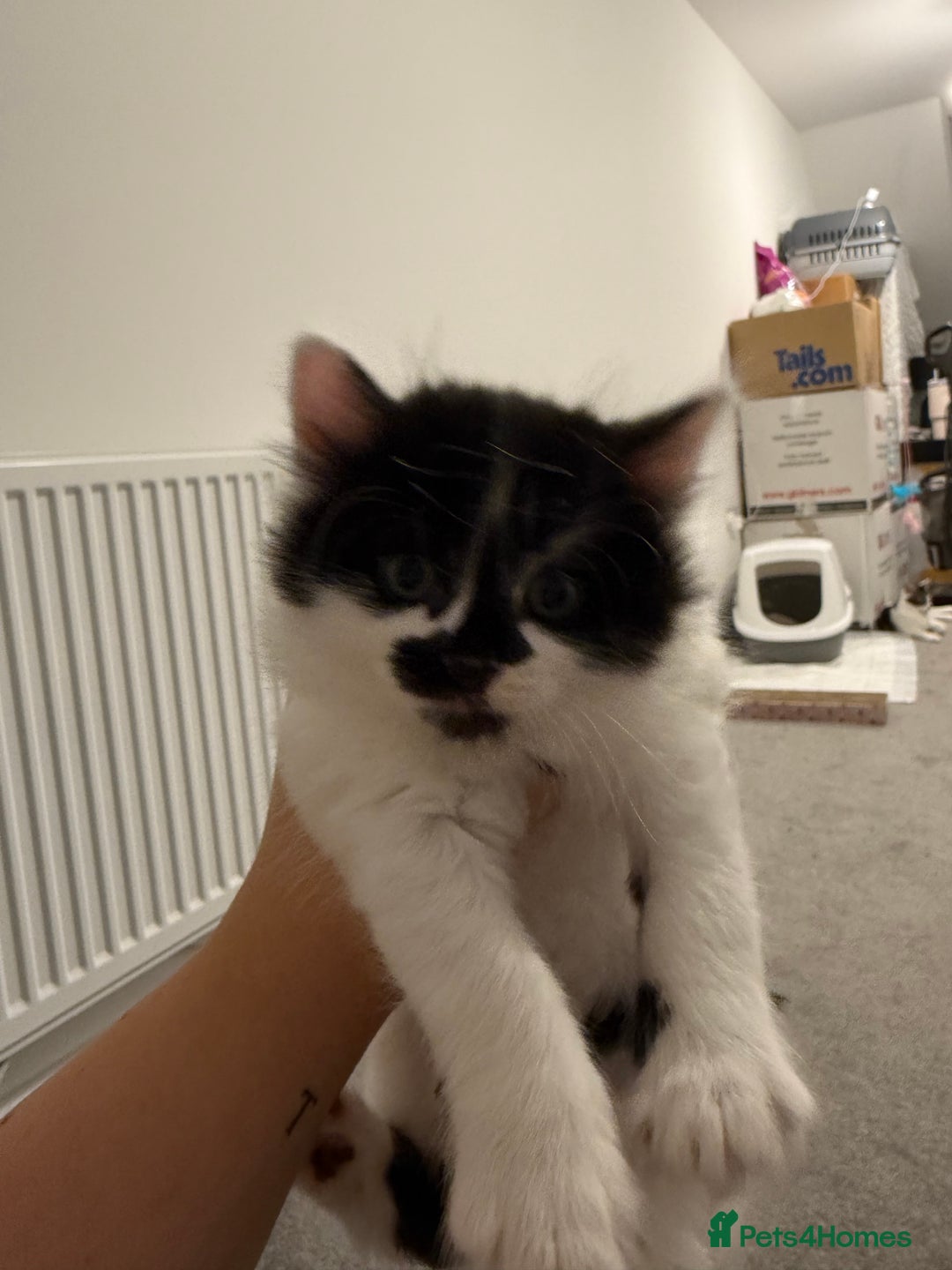 Mixed Breed cats for sale: Litter of kittens  - Image 5