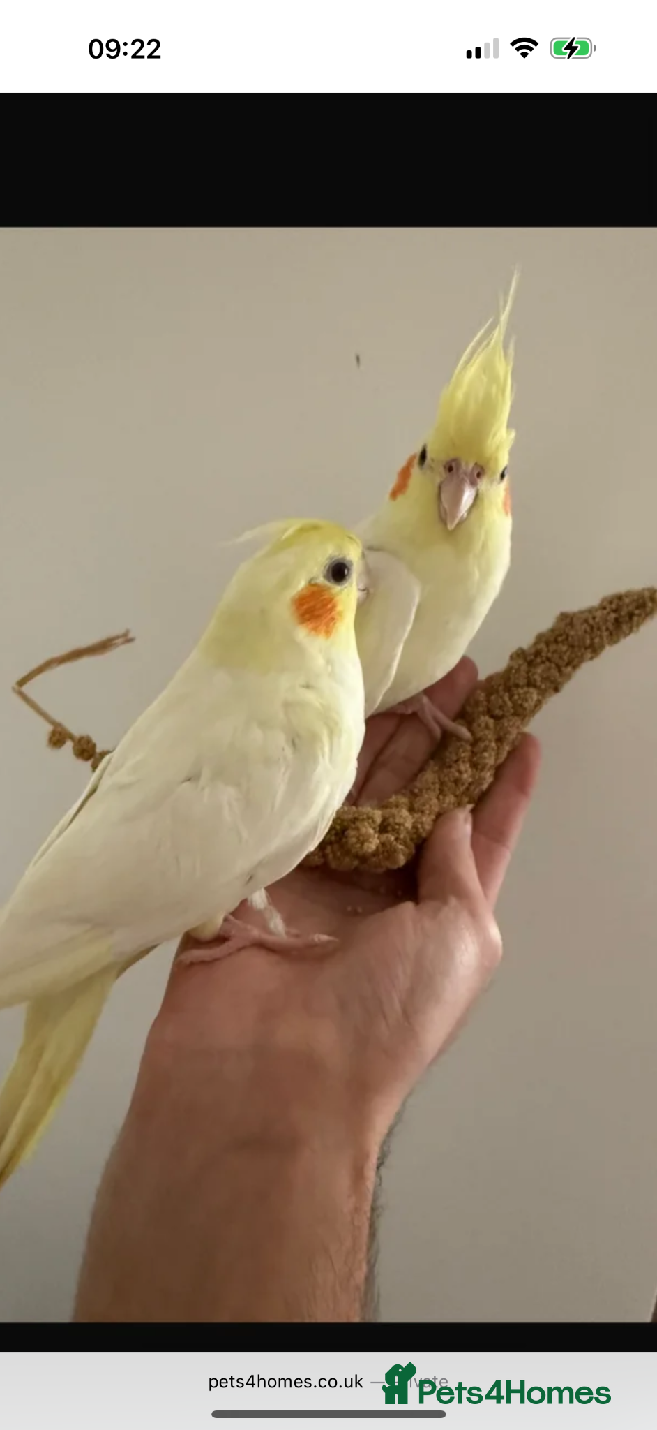 Cockatiels birds Friendly hand tamed chick cockteil- sally  - Advert 2