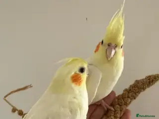 Cockatiels birds Friendly hand tamed chick cockteil- sally - Advert 2