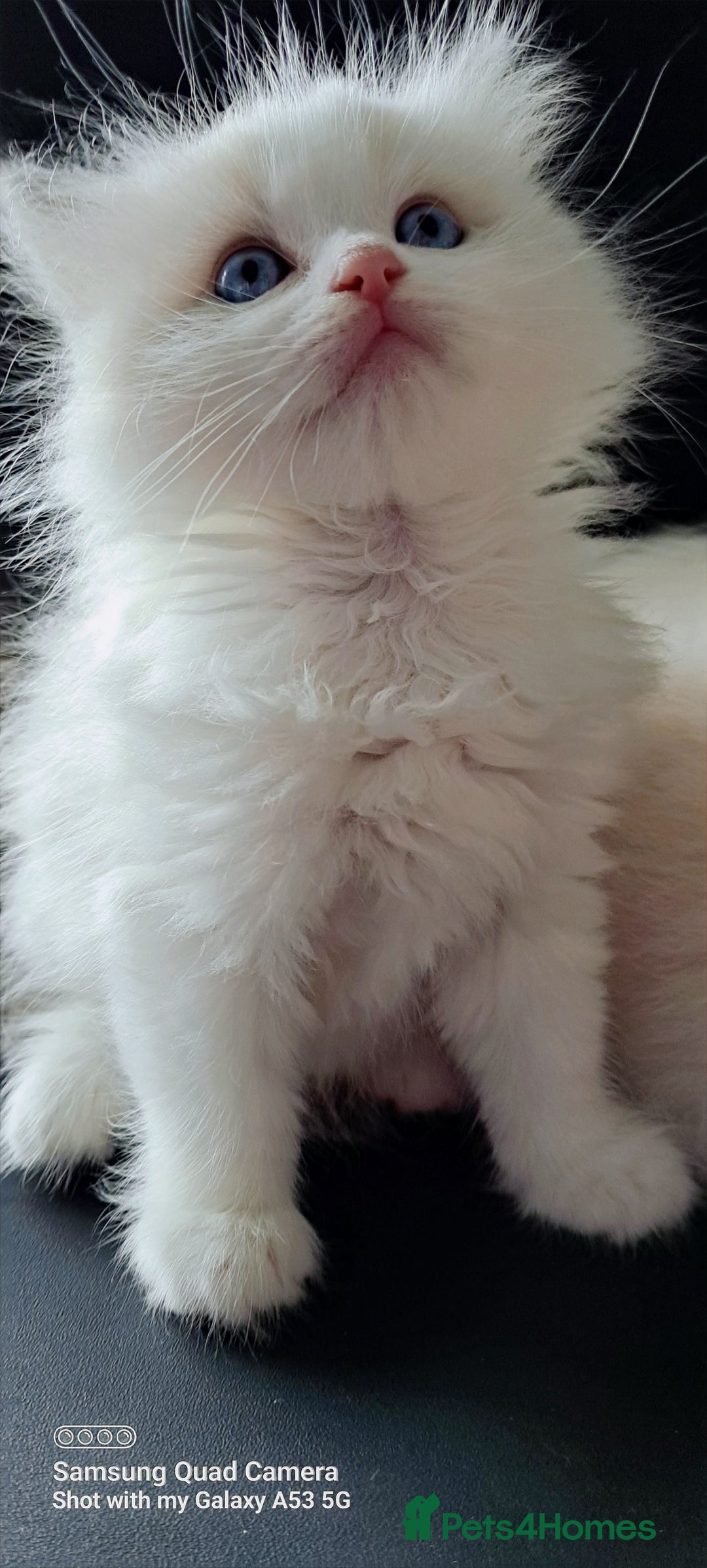 Ragdoll cats for sale: Pure Breed GCCF REG beautiful kittens - Advert 10