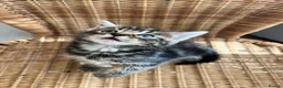 Mixed Breed cats for sale: 4 baby kittens  in Liverpool - Advert 2