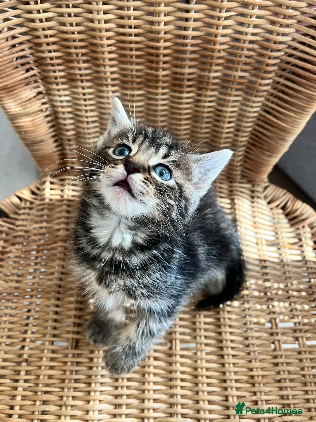 Mixed Breed cats for sale: 4 baby kittens  in Liverpool - Advert 2