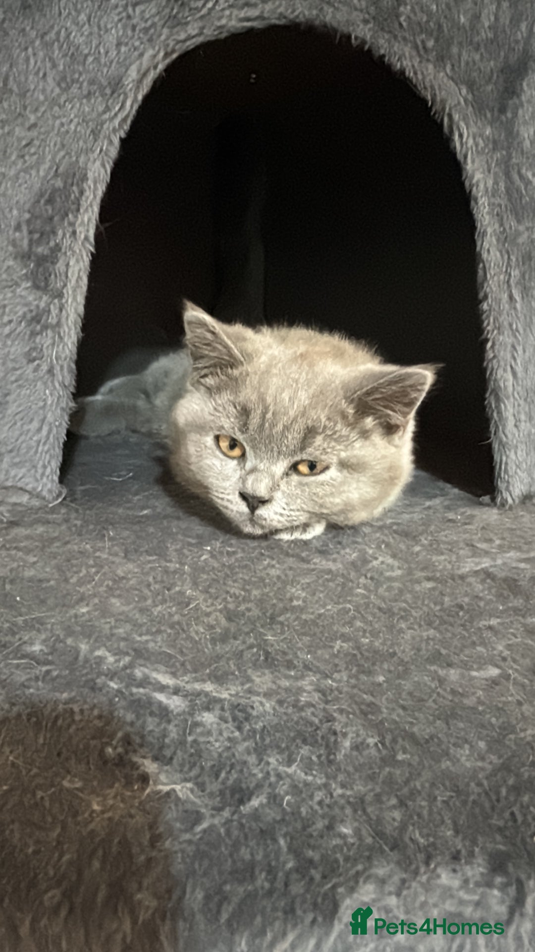 British Shorthair cats for sale: lovely BSH kittens for sale - 2 girls left in Livingston - Image 13