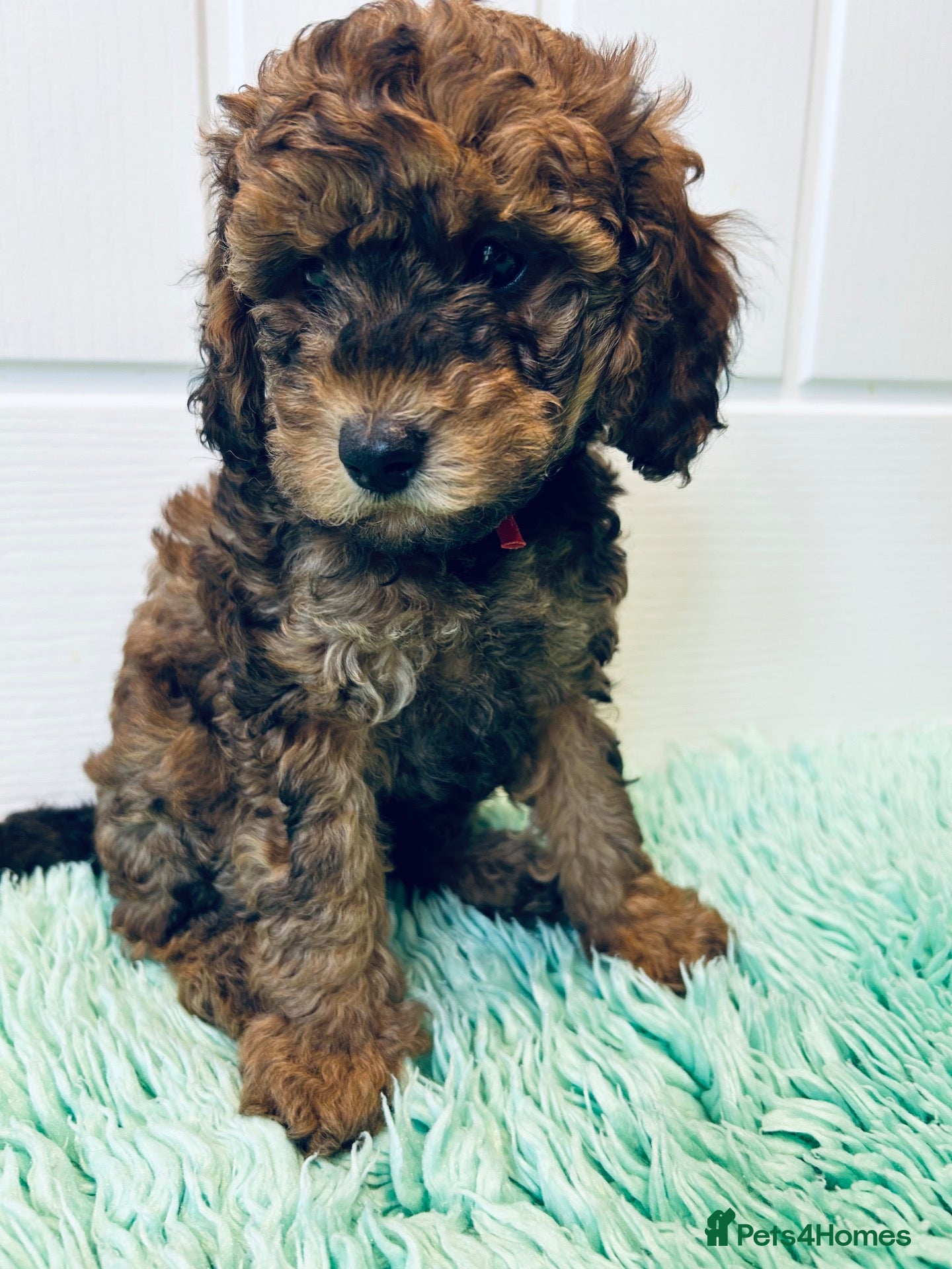 Cavapoo dogs * READY TO LEAVE* - 1 Chocolate Merle Boy Left  - Advert 11