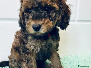 Cavapoo dogs * READY TO LEAVE* - 1 Chocolate Merle Boy Left - Advert 11