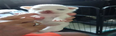 Chihuahua 3
