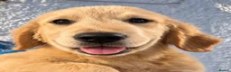 Golden Retriever dogs for sale: Health tested DNA happy KC puppies - Advert 10