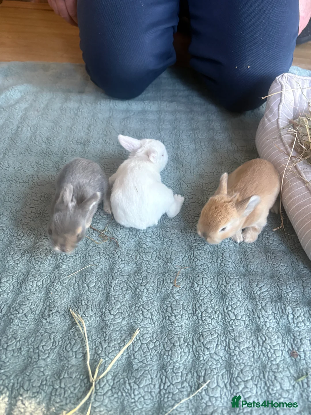 Mixed Breed rabbits for sale: 4 baby rabbits  - Advert 5
