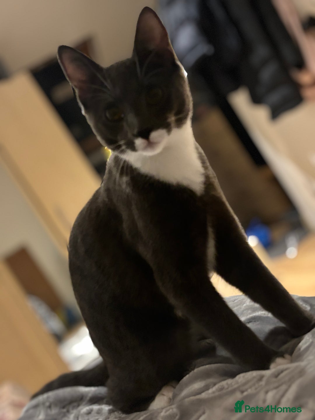 Domestic Shorthair cats for sale: My Tomy - Advert 3