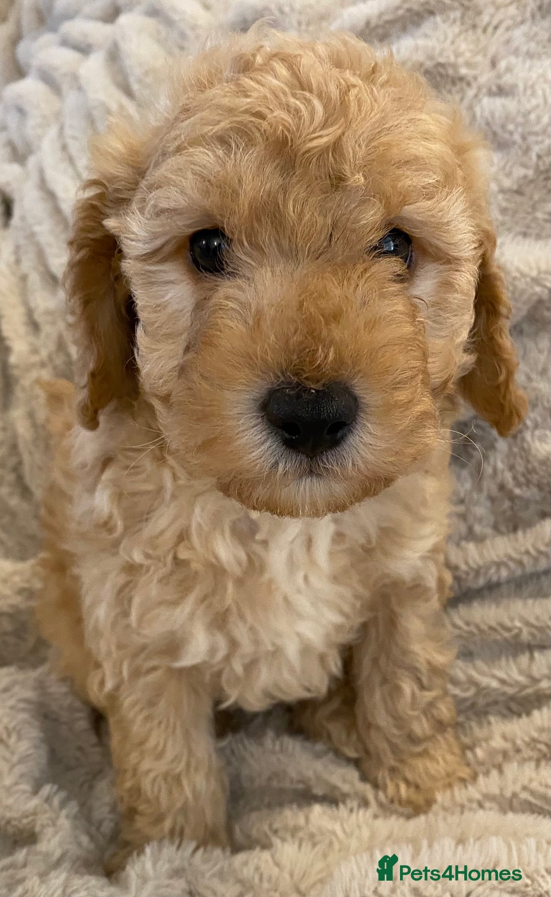 Cavapoo dogs for sale: Gorgeous Teddybear Cavapoo Puppies health checked  - Advert 19