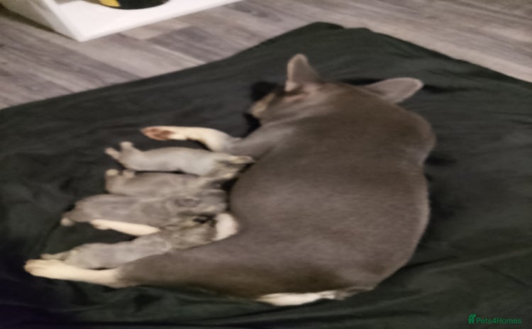 French Bulldog dogs - Advert 1