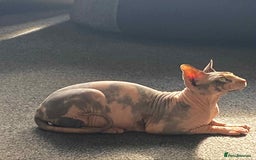 Sphynx cats for sale: 5 Canadian Sphynx kittens available  - Image 12