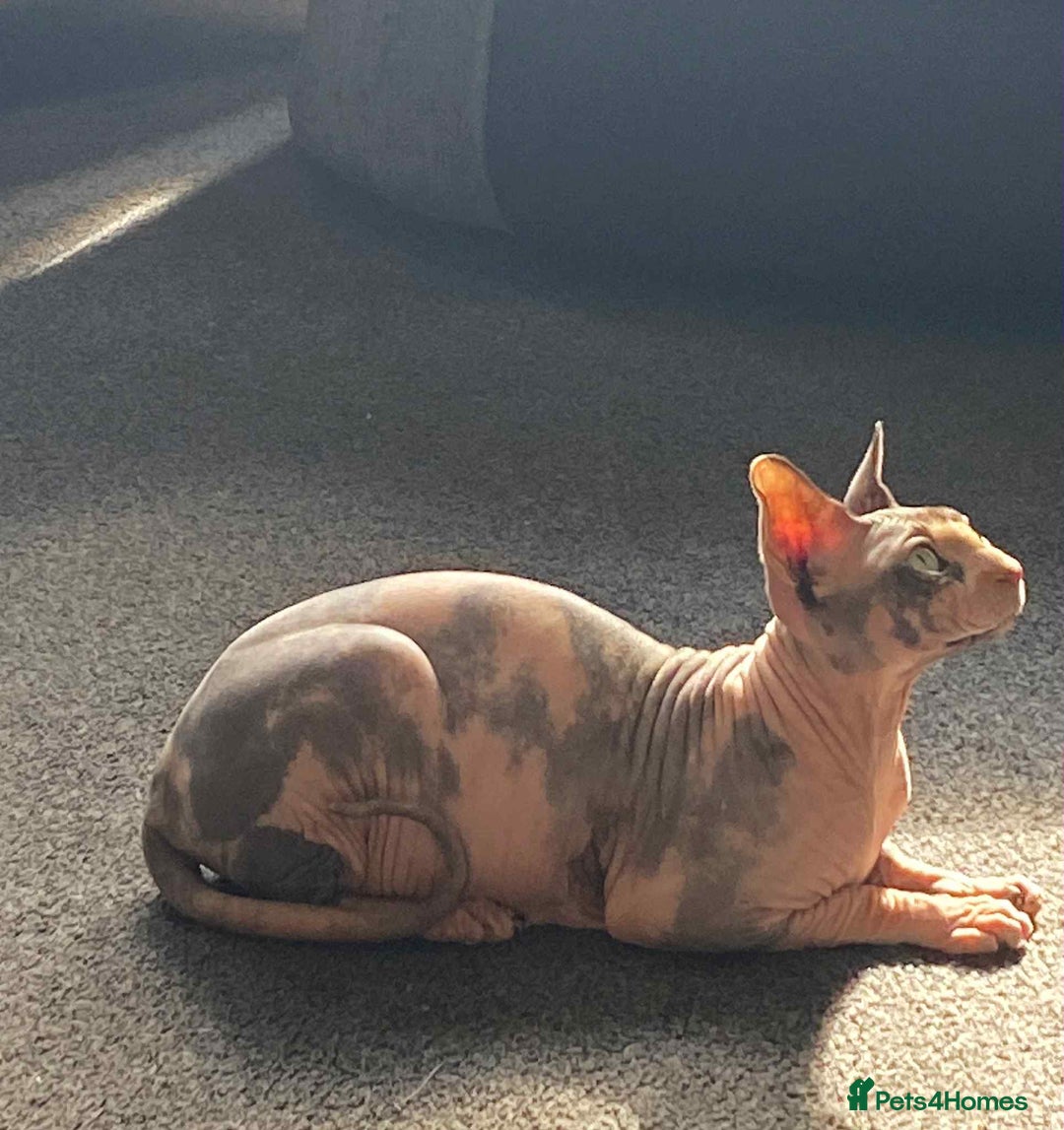 Sphynx cats for sale: 5 Canadian Sphynx kittens available  - Image 12