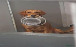 Goldador dogs for sale: Goldador Black & Golden Pups - Pets / Therapy - Image 18