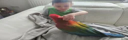 Macaws birds for sale: Gorgeous Baby Greenwing Macaws in Halifax - Advert 11