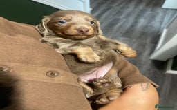 Miniature Dachshund dogs for sale: Long haired Isabella and tan miniature dachshund  - Image 4