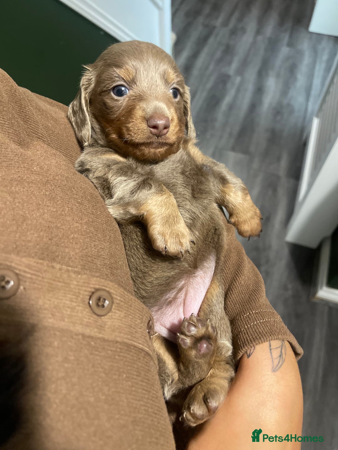 Miniature Dachshund dogs for sale: Long haired Isabella and tan miniature dachshund  - Image 4