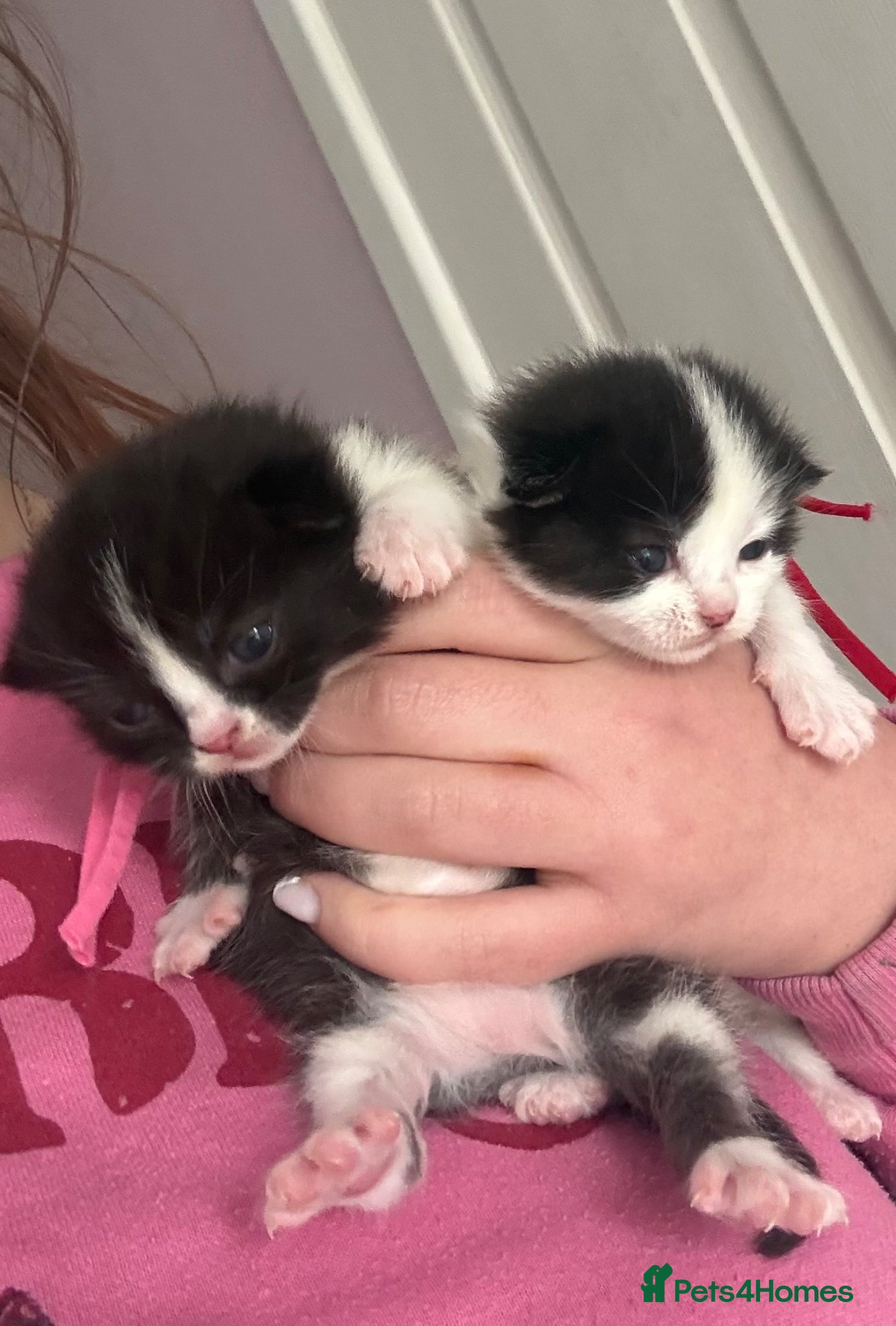 Mixed Breed cats 2 Beautiful Ragdoll Cross Kittens Ready Soon - Advert 1