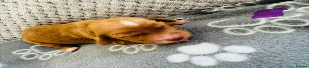 Cocker Spaniel Puppy 2