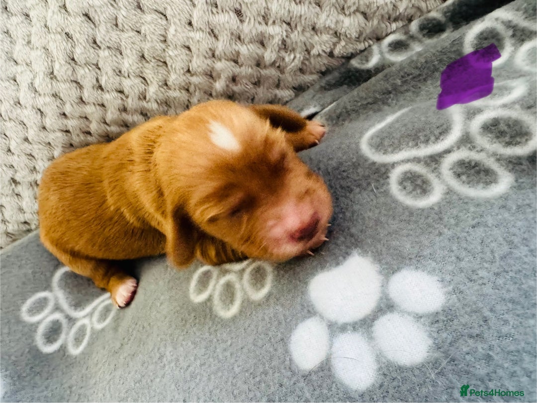 Cocker Spaniel dogs for sale: Red Cocker Spaniel Puppies - Image 25