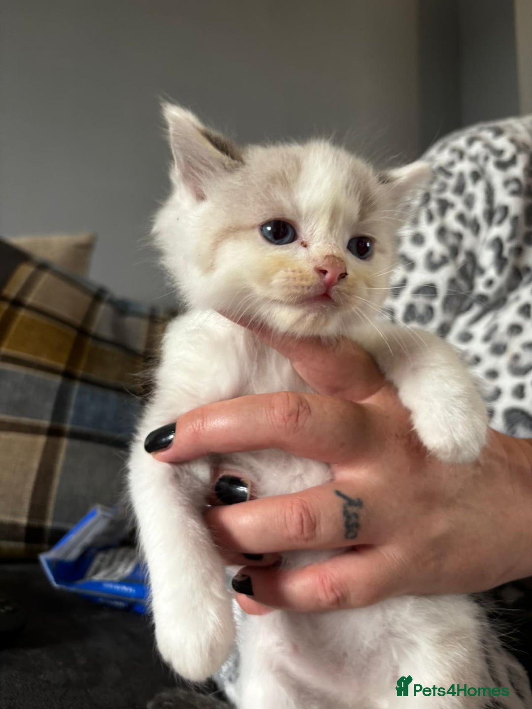 Ragdoll cats for sale: 6 gorgeous fluffy ragdoll kittens  - Image 24