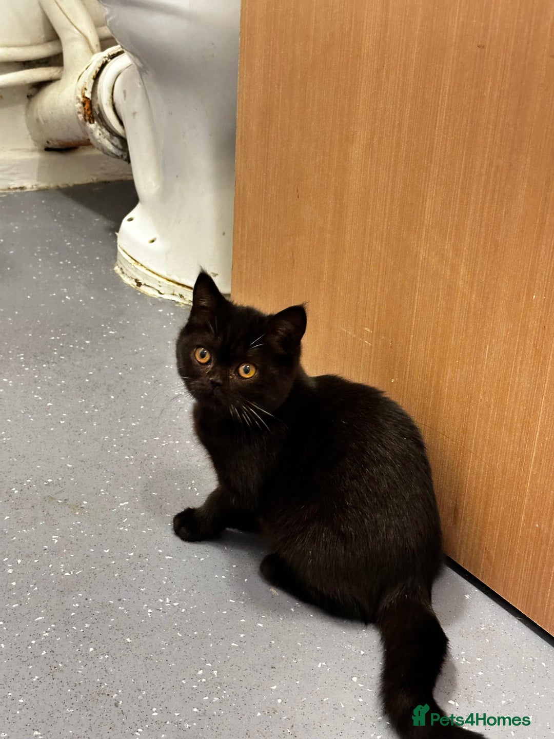 British Shorthair cats for sale: GCCF Black British Shorthair Kittens - Advert 9