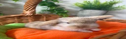 Mini Lop rabbits for sale: Stunning Mini Lop babies  in Hornchurch - Advert 3