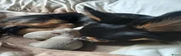 Chihuahua dogs for sale: 3 little chihuahua pups for sale  in Manchester - Advert 25