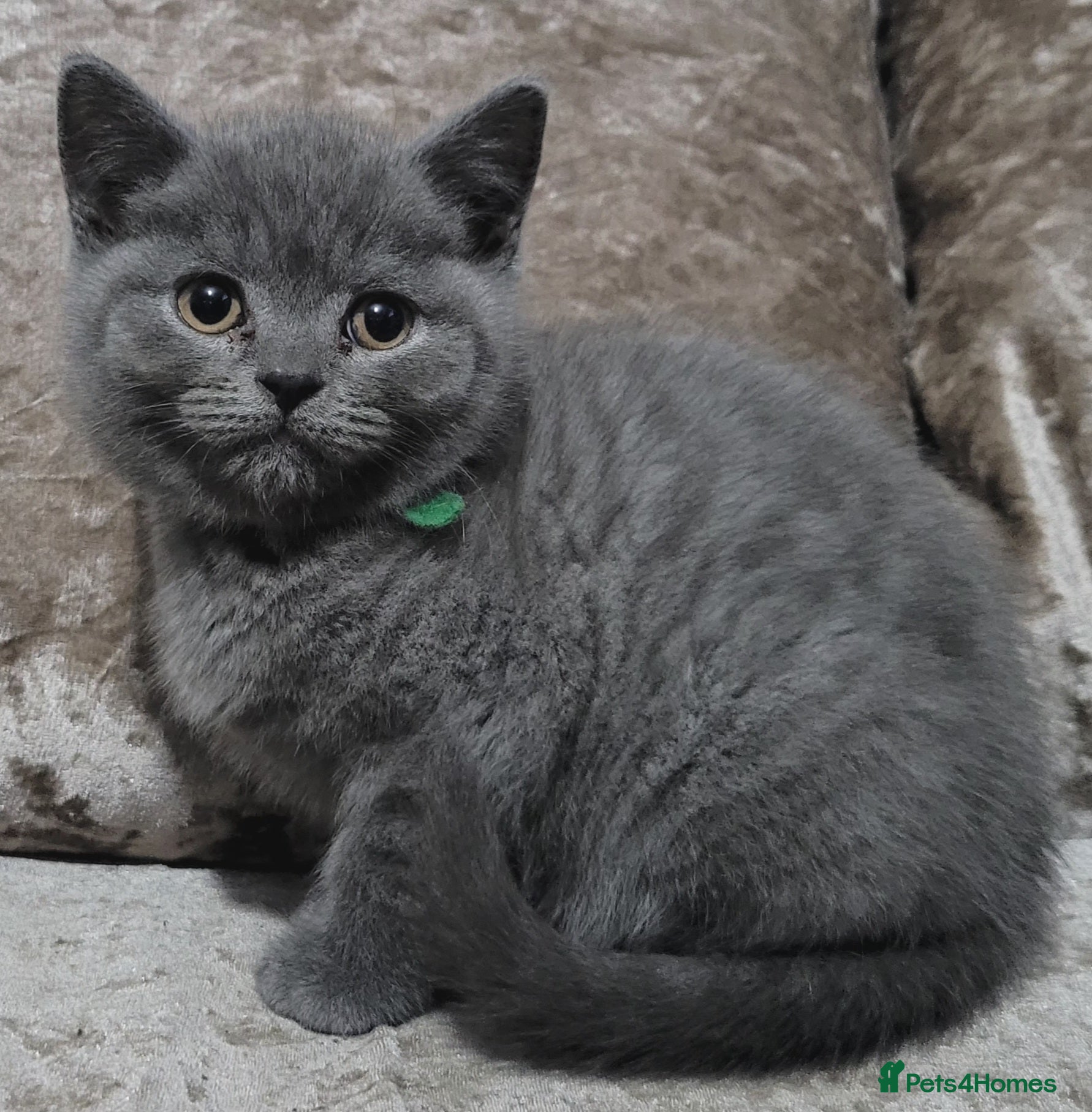 British Shorthair cats British blue pedigree shorthairs 4 males  - Advert 18